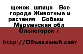 щенок  шпица - Все города Животные и растения » Собаки   . Мурманская обл.,Оленегорск г.